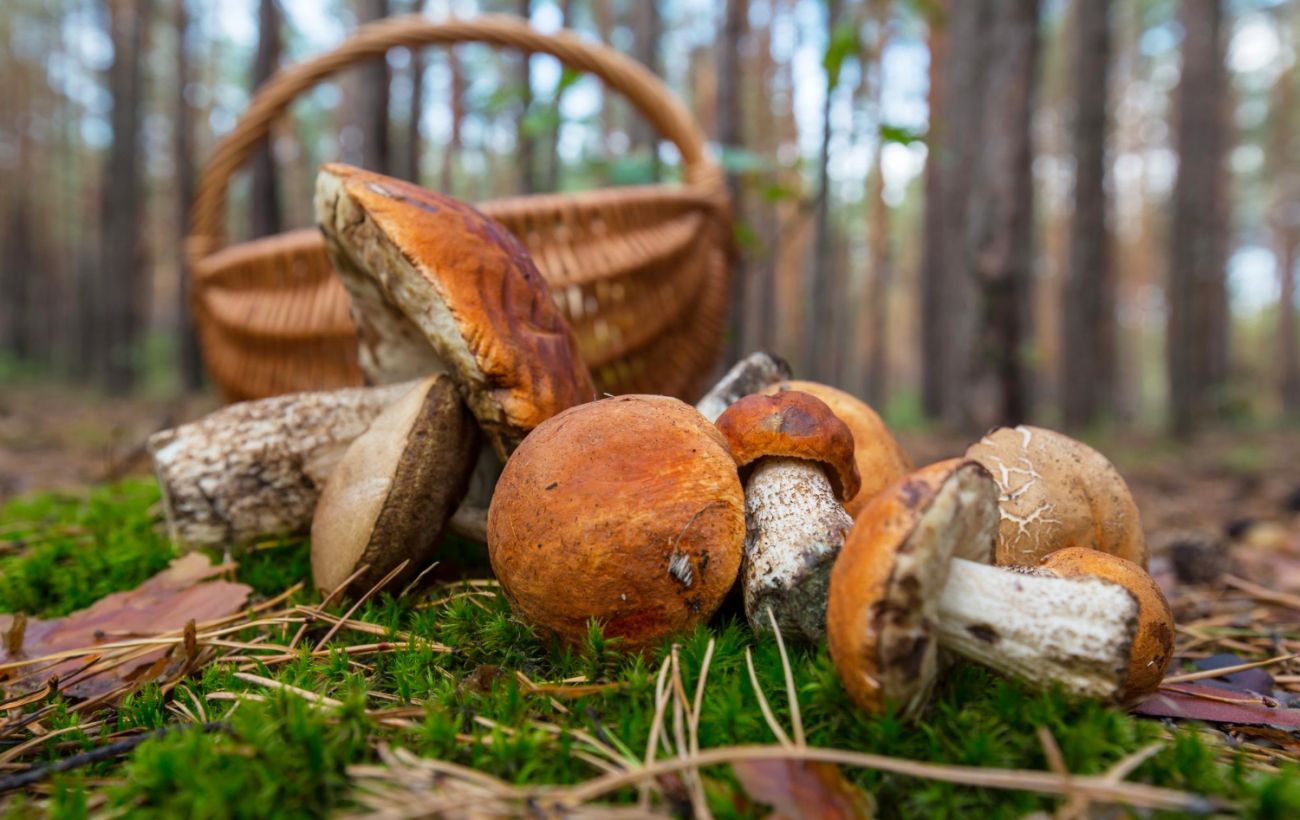 Великі штрафи за збір рідкісних грибів в Україні