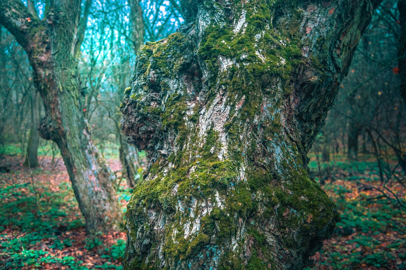 Таємничий Колонський ліс біля Дніпра: чарівне місце для осінніх прогулянок