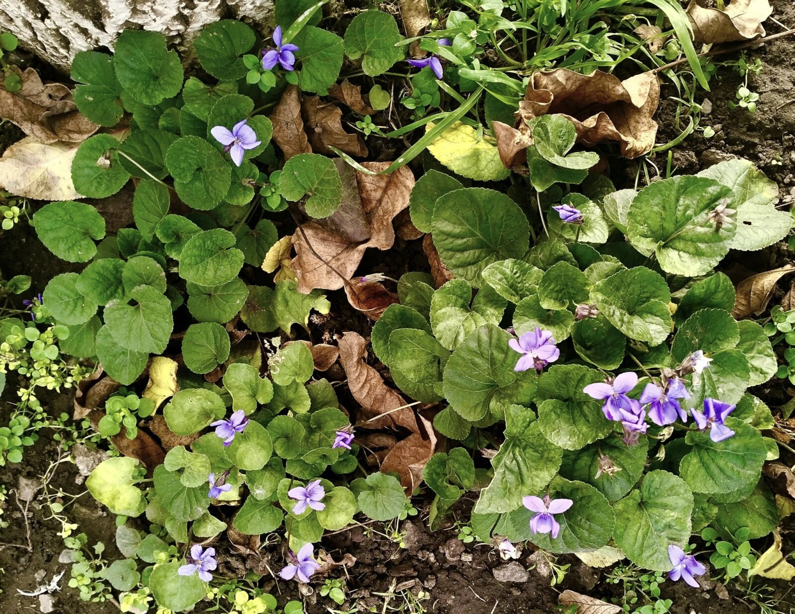 Незвичайне явище: у Дніпропетровській області розквітли первоцвіти восени