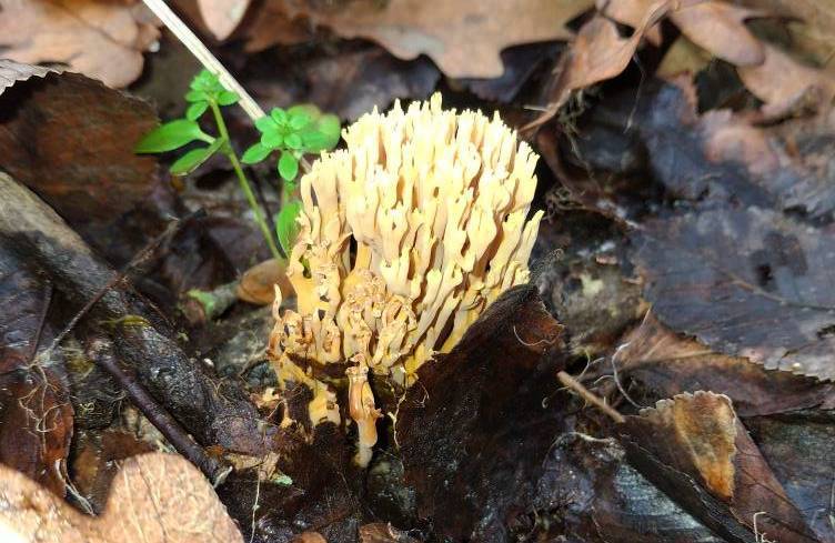 У Дніпрі знайдено унікальний коралоподібний гриб