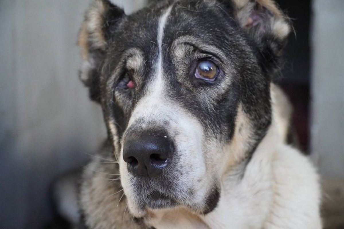 У Дніпрі лікують пораненого алабая з передової