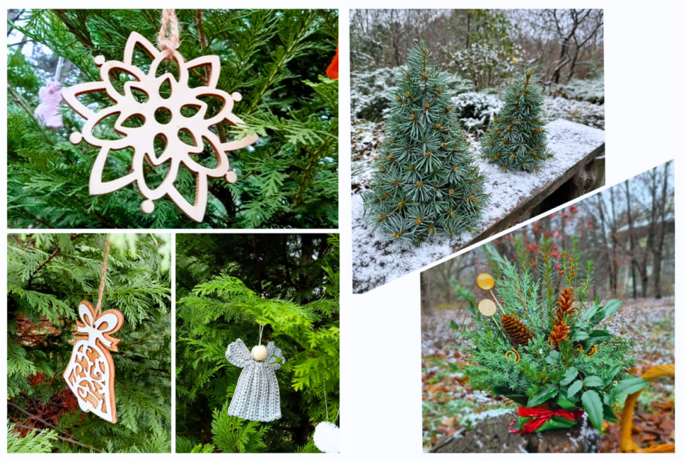 Графік роботи Ботанічного саду у Дніпрі на грудень