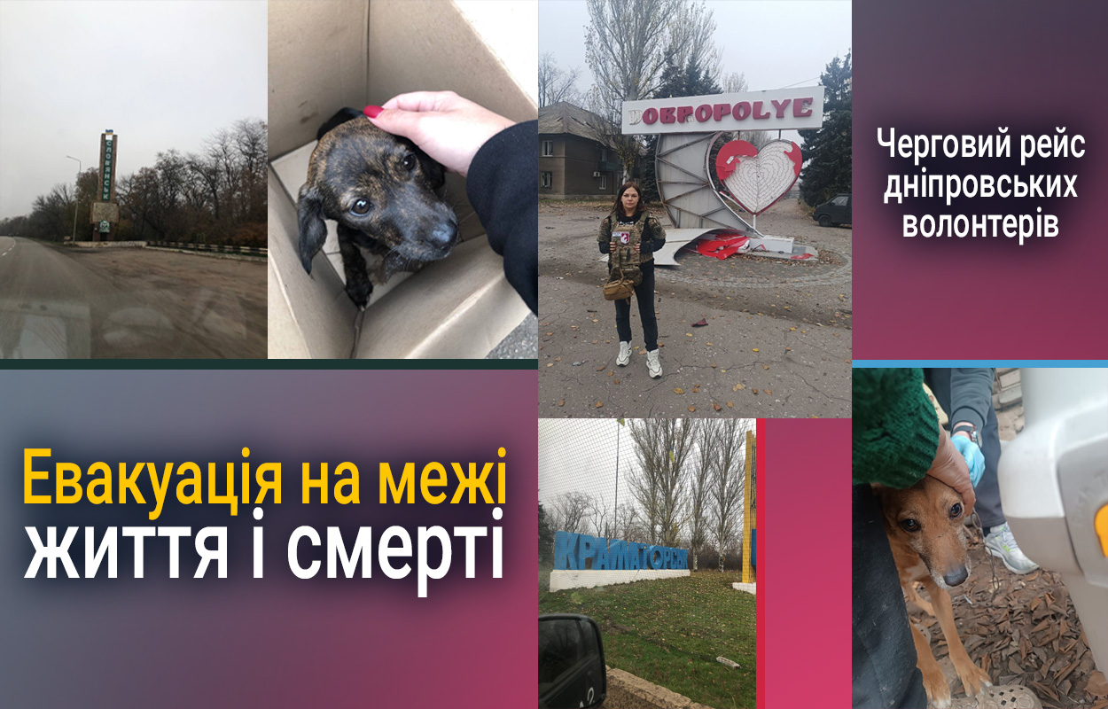 Врятуйте котів: дніпровські волонтери на фронті