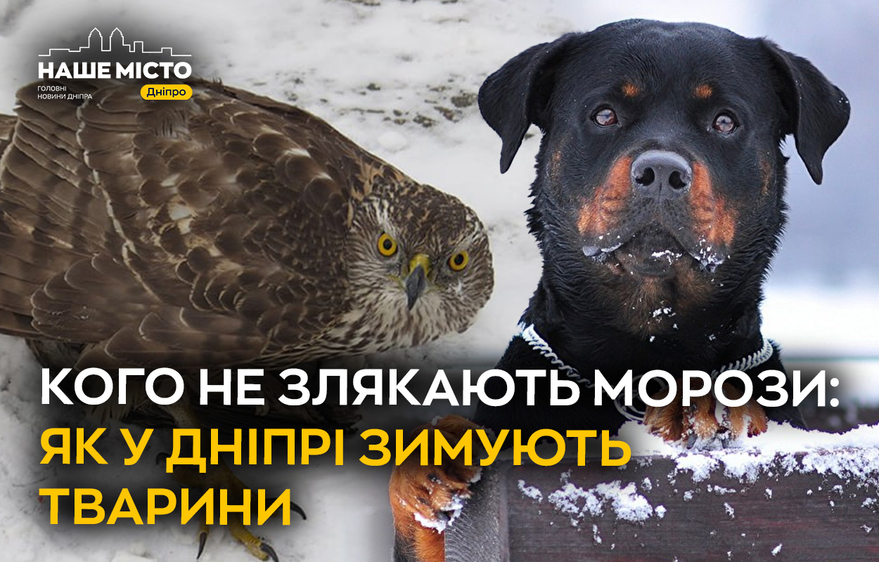 Адаптація тварин Дніпра до зимових умов