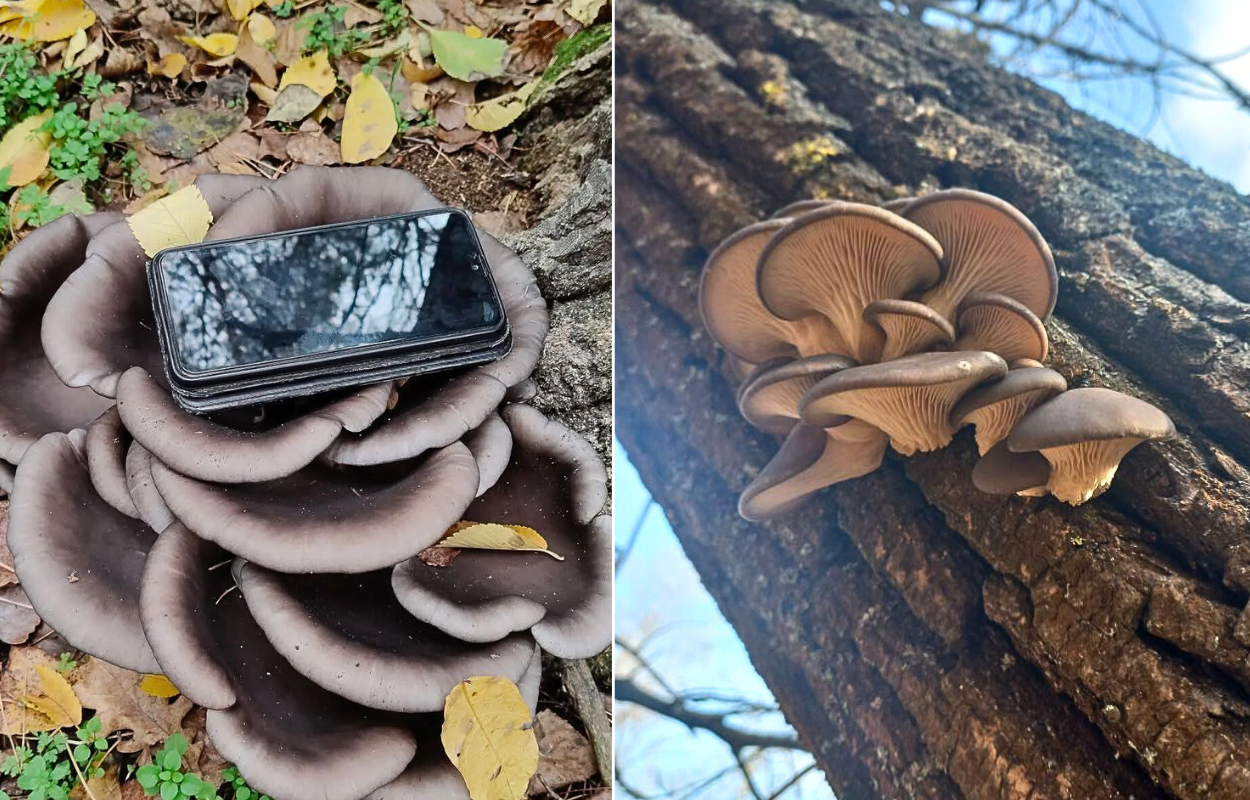 Гливовий бум в Обухівці: жителі Дніпра радіють рекордним зборам