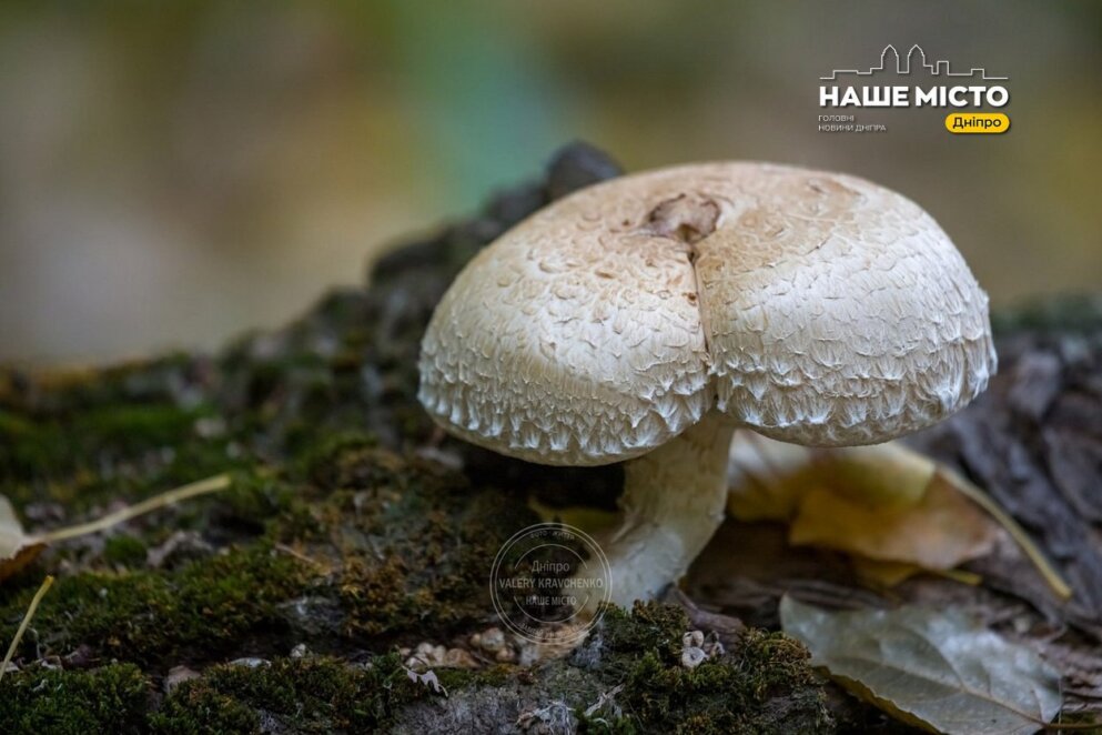 24 листопада: традиції та прикмети дня святої Катерини