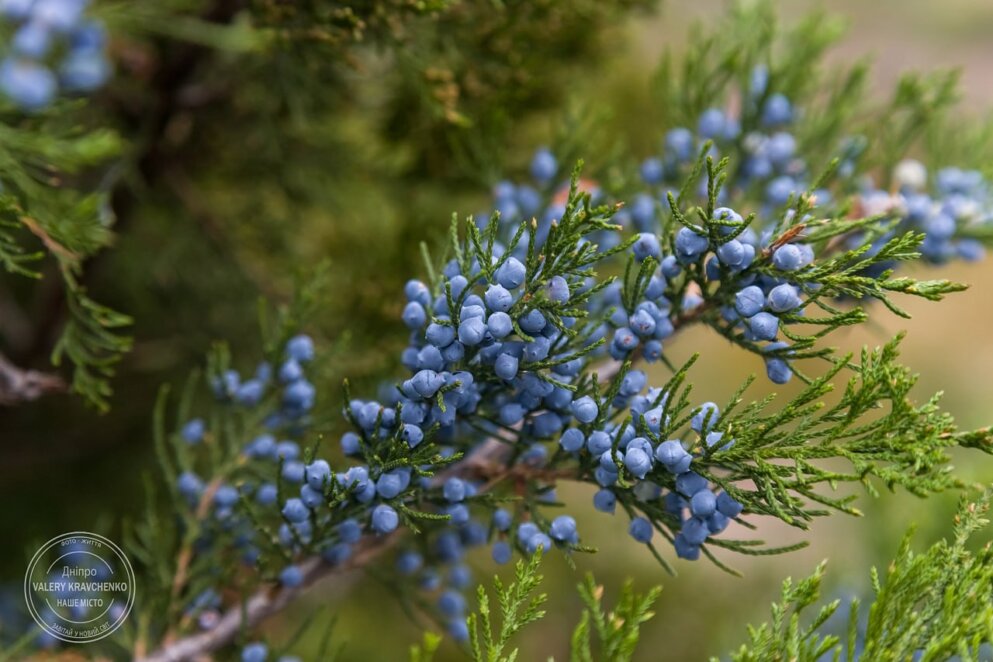 Народні заборони та прикмети 19 листопада