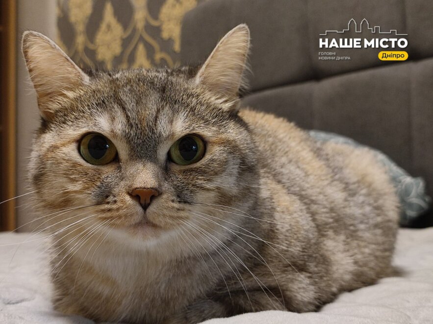 Як запобігти раннім пробудженням від кішки: прості поради