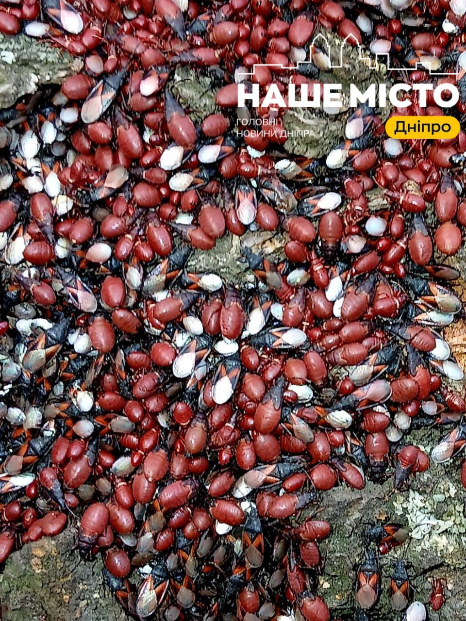 Дніпрян тривожать зграї клопів на деревах