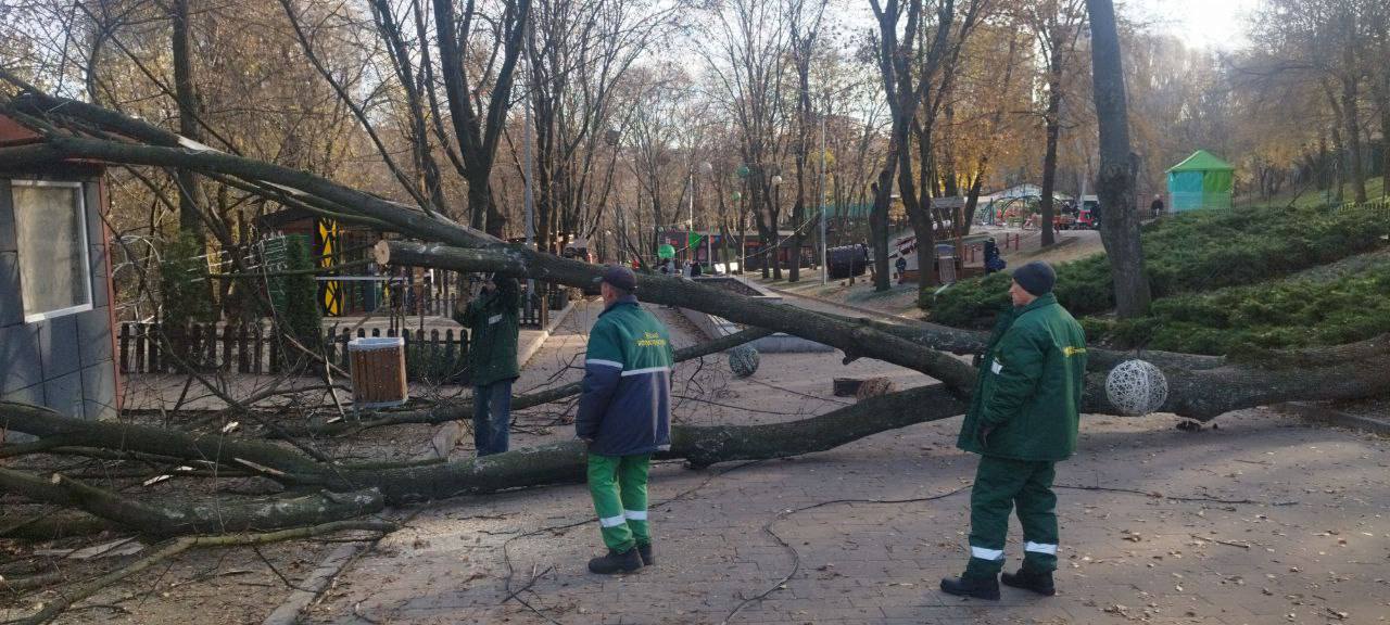 У Дніпрі прибирають повалене дерево в парку Зелений Гай
