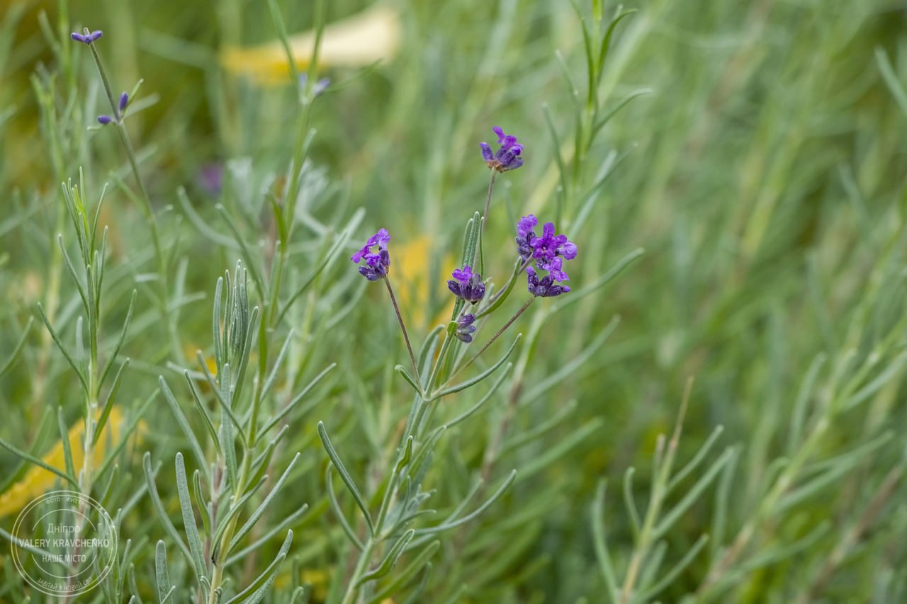 28 листопада: вшанування пам’яті мученика Іринарха та народні прикмети