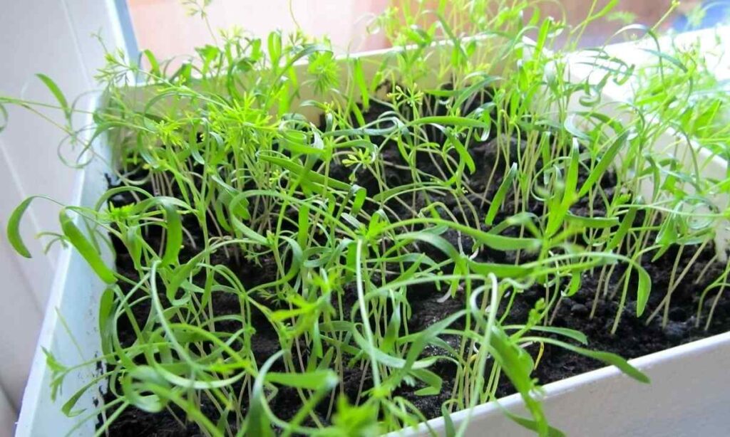 Вирощуйте зелень восени: поради для осіннього саду на підвіконні