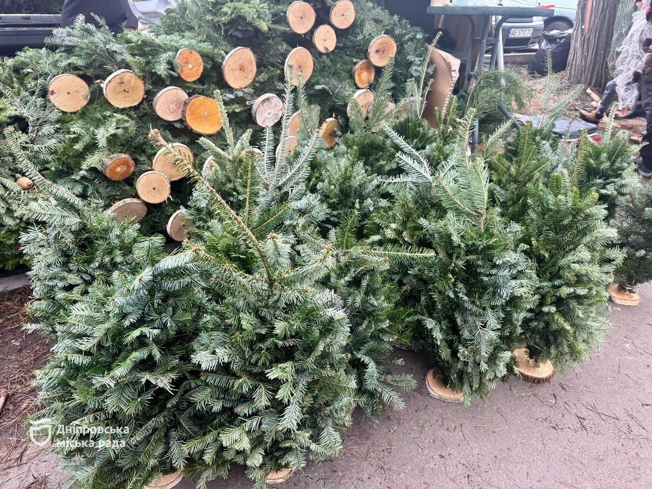 Де придбати новорічну ялинку в Дніпрі: актуальні адреси