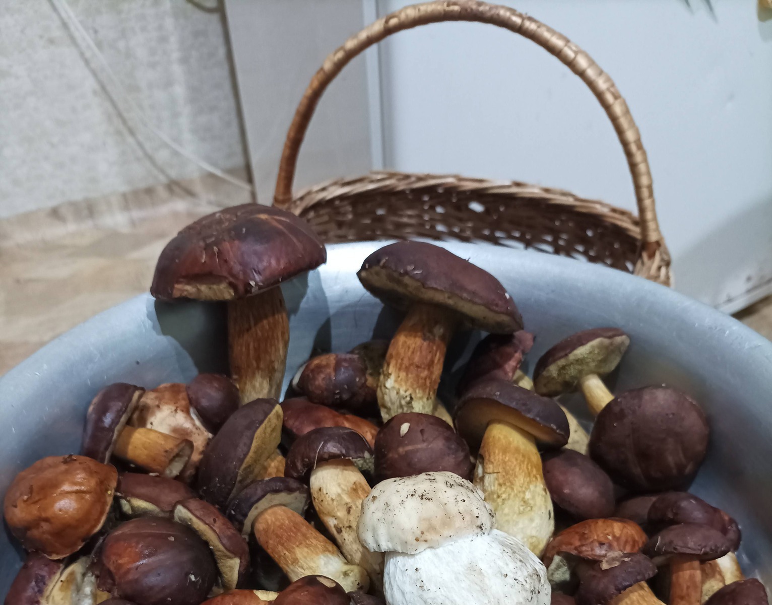 Грибний сезон у Дніпропетровщині: мешканці активно збирають зимові трофеї