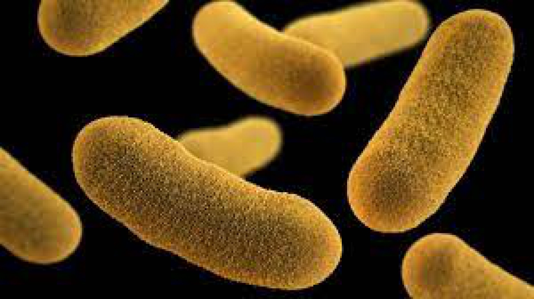 Небезпека з холодильника: як уникнути ієрсиніозу?