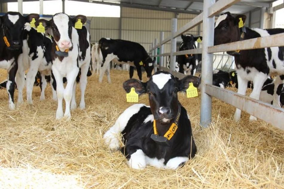 Нові стандарти благополуччя тварин в Україні з 2026 року