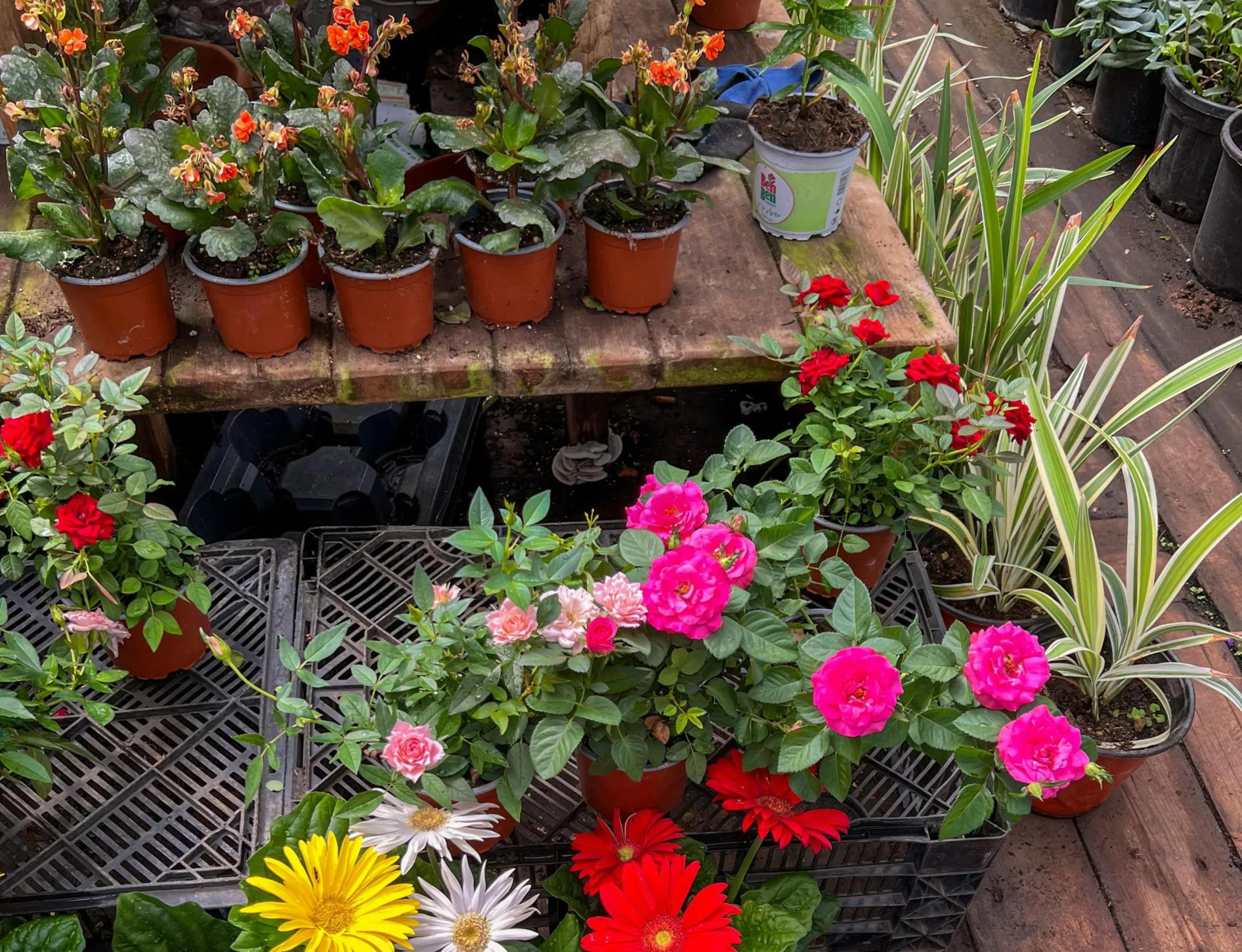 Як зберегти вуличні рослини у горщиках від морозів: лайфхак