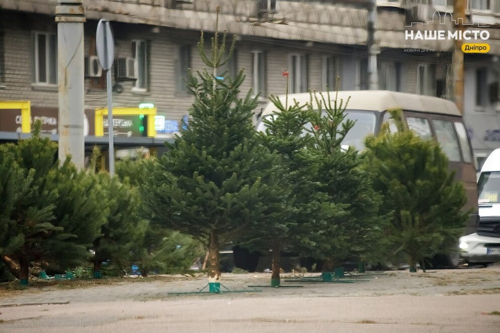 Як зберегти живу ялинку свіжою протягом усіх свят?