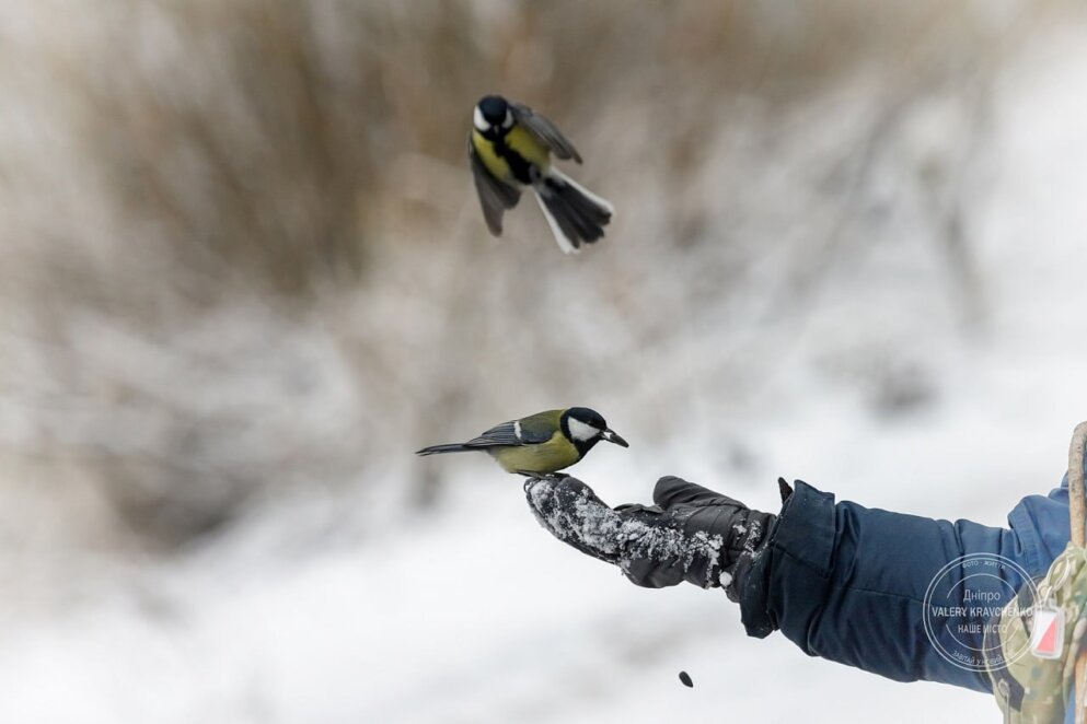 Традиції та прикмети 23 грудня: День Критських мучеників