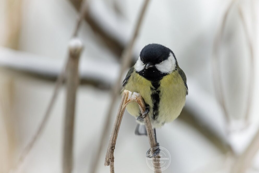 30 грудня: яке свято вшановують віряни