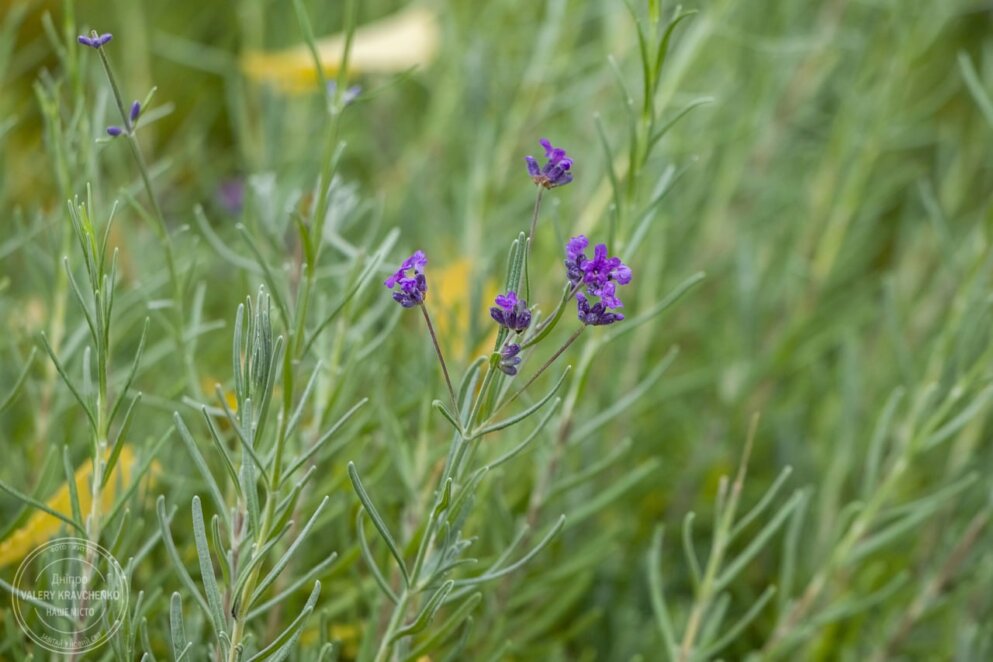 5 грудня - Сава Освячений: традиції та народні прикмети