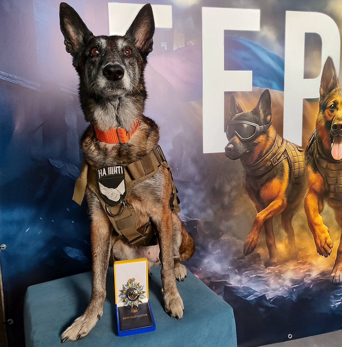 Павлоградська собака-герой Спаркі отримала орден за порятунок людей