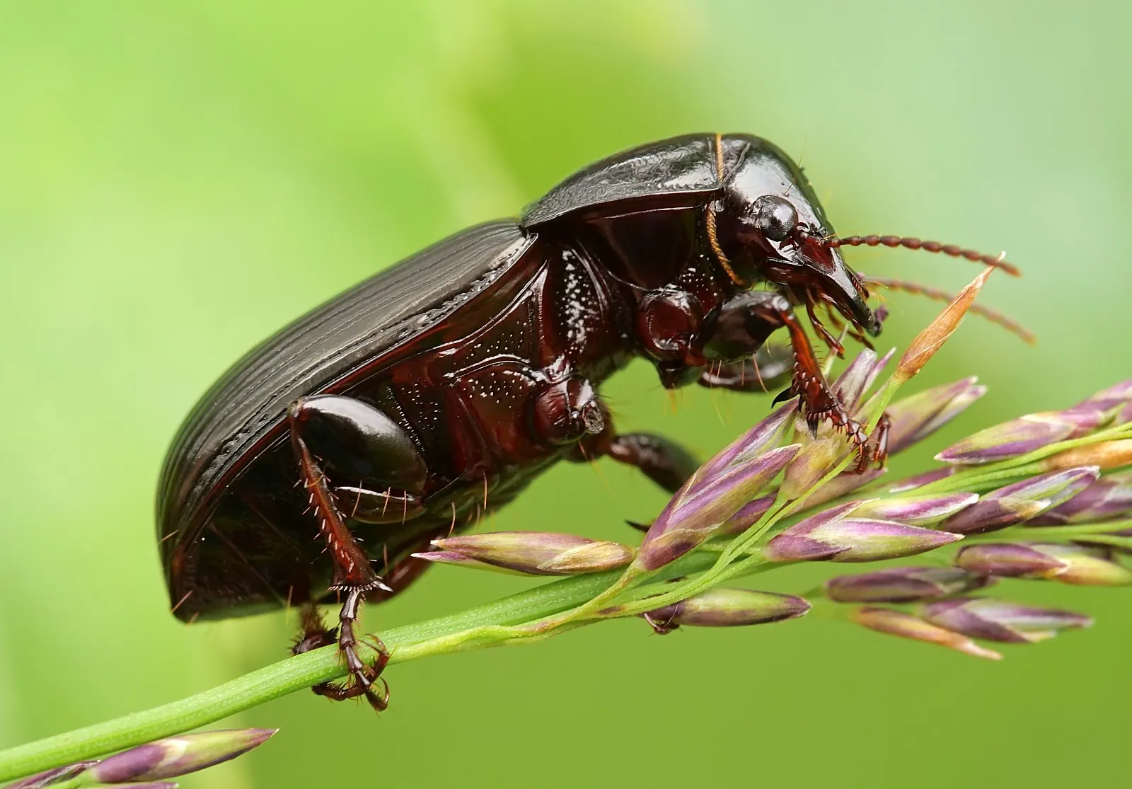 Зростання популяції туруна хлібного: загроза урожаям в Дніпропетровській області