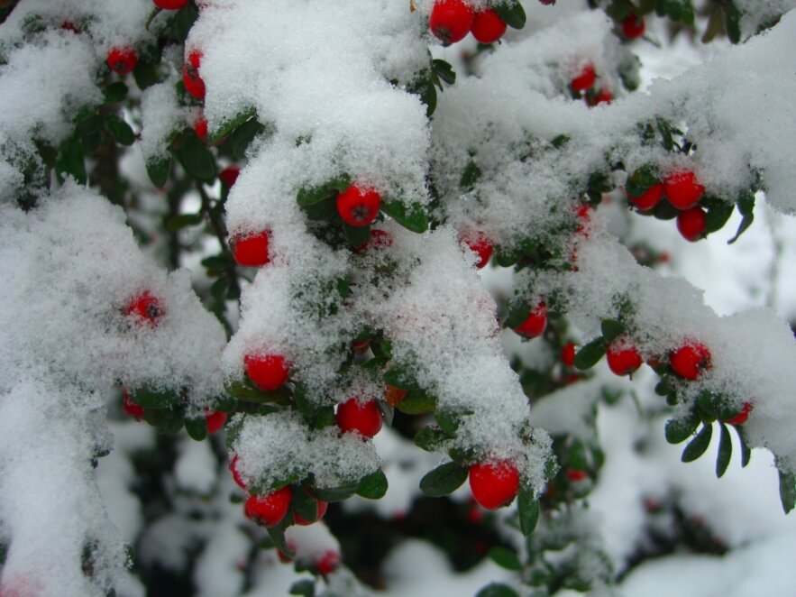 Режим роботи ботанічного саду в Дніпрі в лютому 2026 року