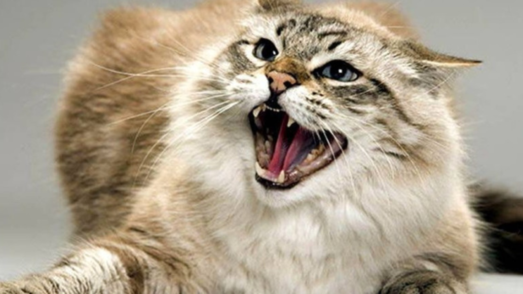 Сказ у домашнього кота в Кам’янському: введено карантин