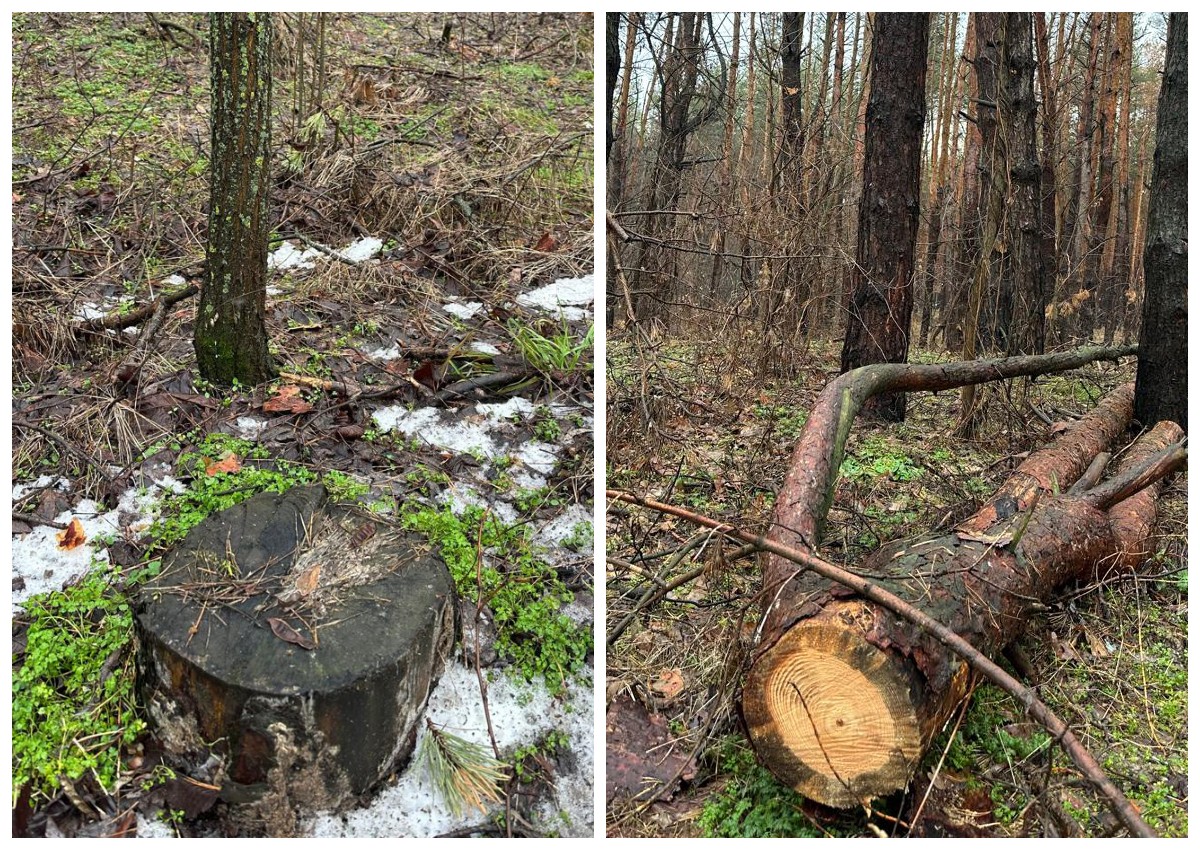 Вирубка лісу вартістю 22 млн грн: підозра посадовцям у Дніпрі