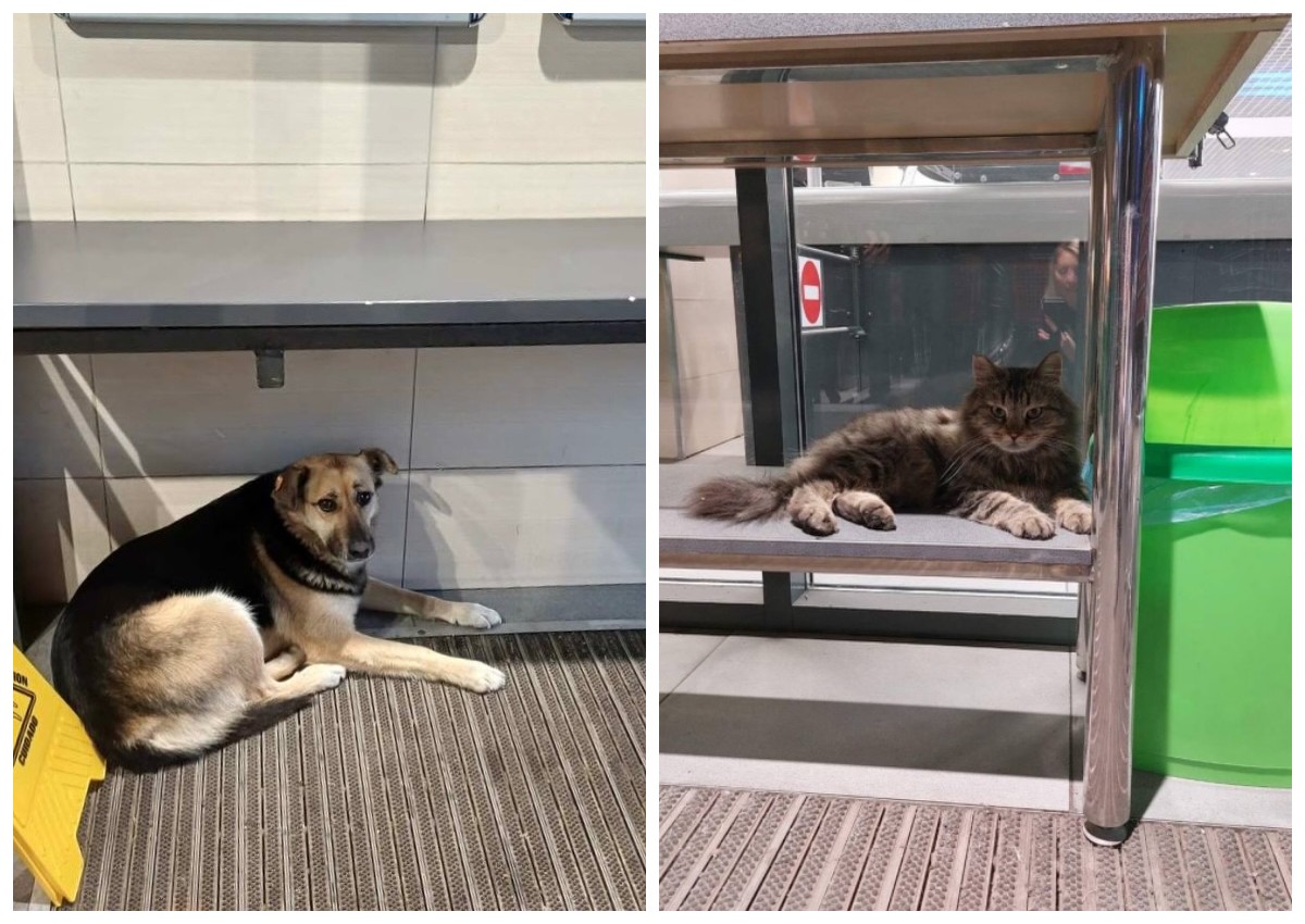 В АТБ змінено правила через скандал з бездомною собакою