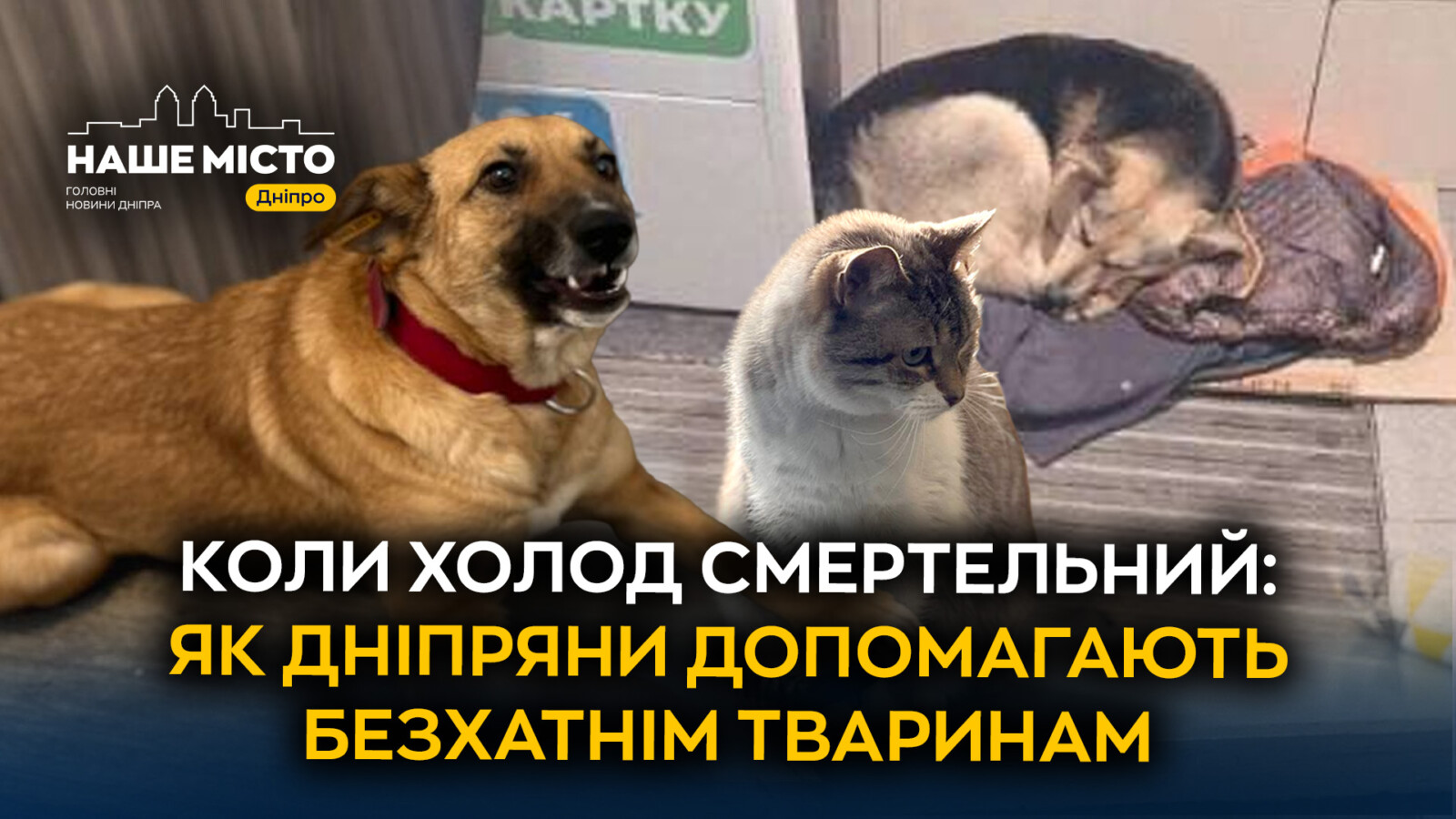 Допомога бездомним тваринам взимку: активність дніпрян
