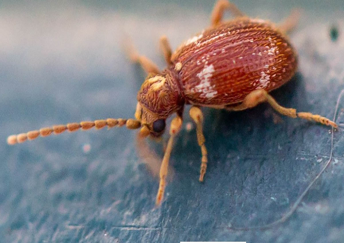 Жук-злодій: чим небезпечне це комаха у домівках Дніпра