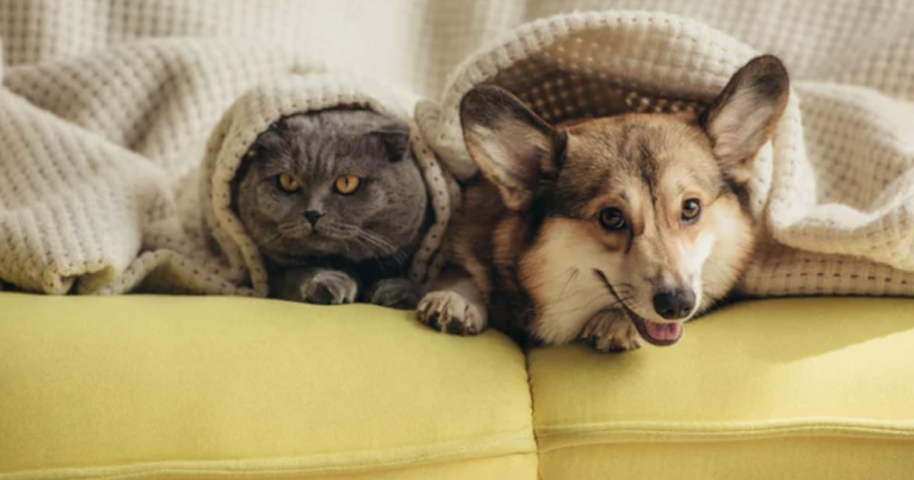 Як зігріти домашніх тварин під час холодів