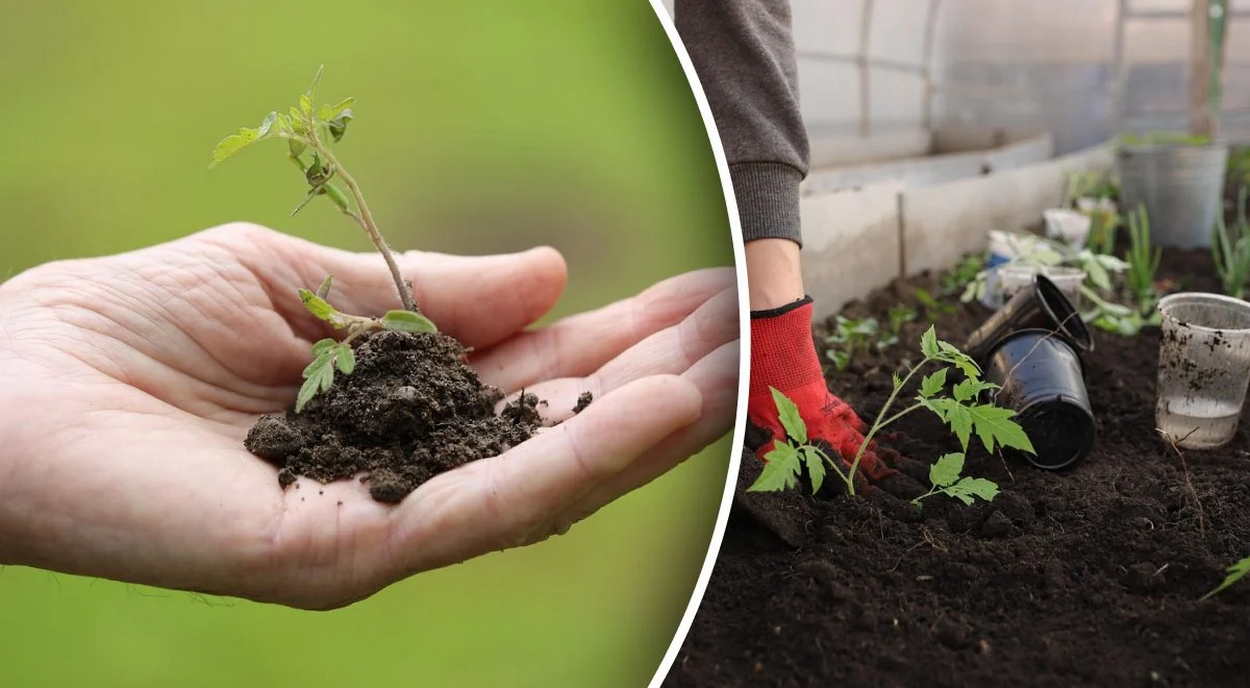 Місячний календар 2026: коли сіяти розсаду у березні