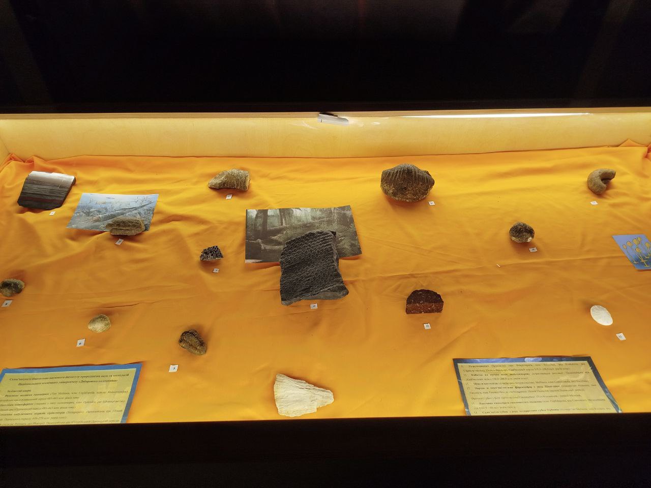 Унікальна колекція скам’янілостей у Дніпровському музеї