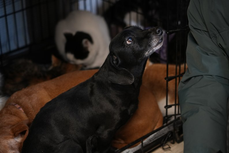 Рятування такс із зони бойових дій: волонтери допомогли чотирилапим