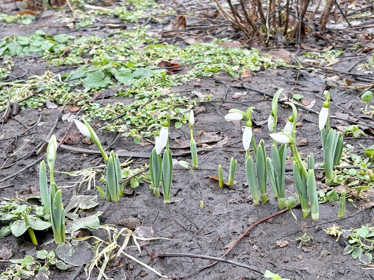 Перші підсніжники на Монастирському острові