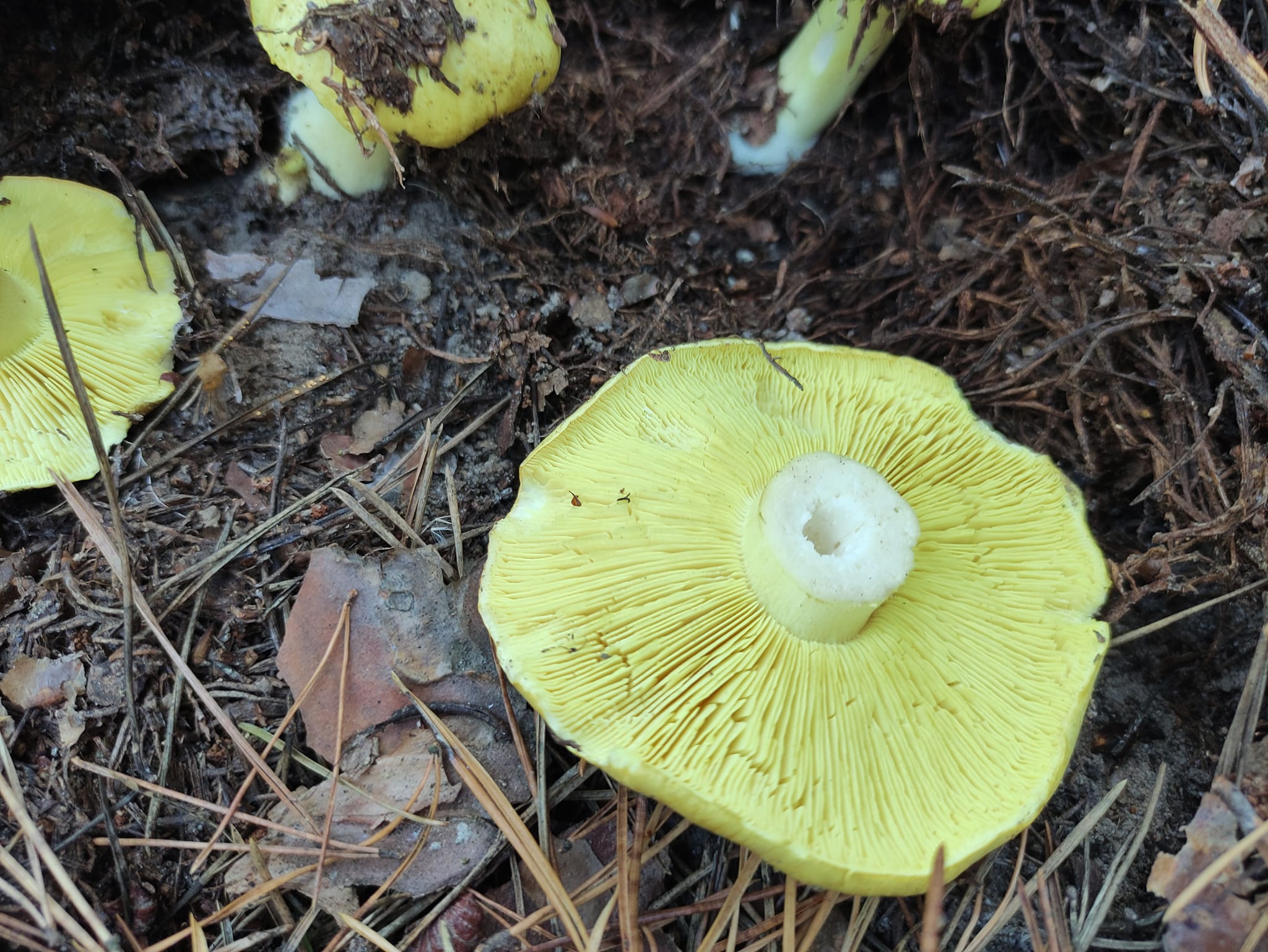 Отруєння грибами в Кривому Розі: чоловік потрапив до лікарні