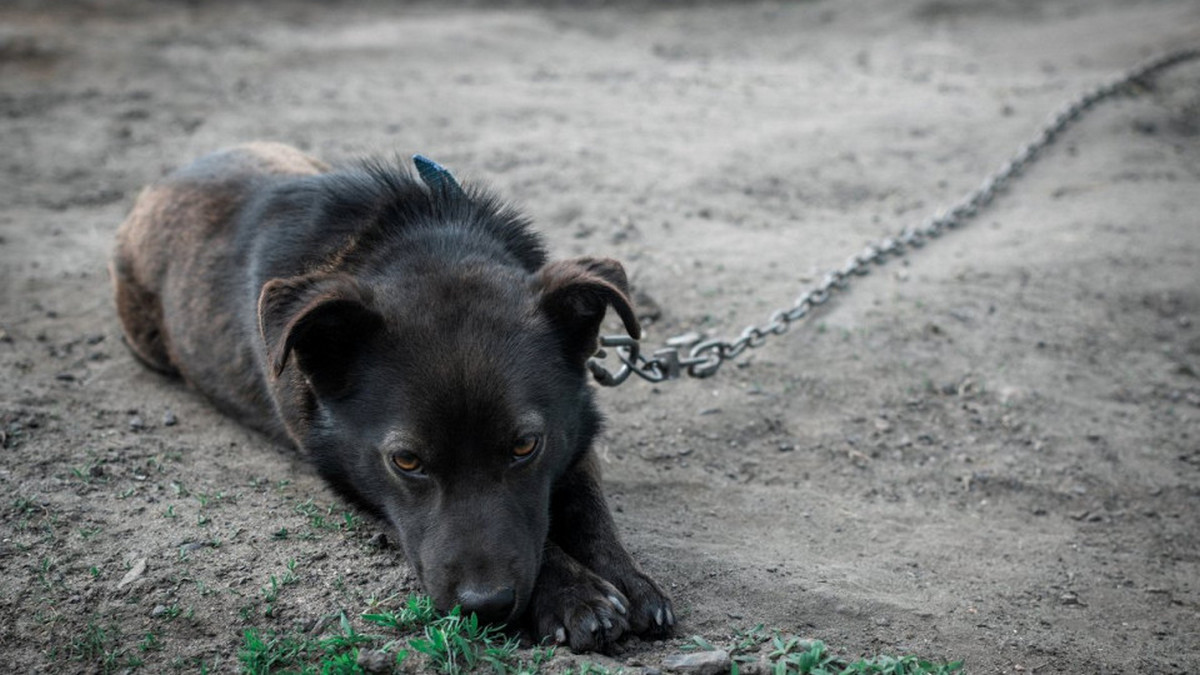 Заборона на постійне тримання собак на ланцюгу в Україні