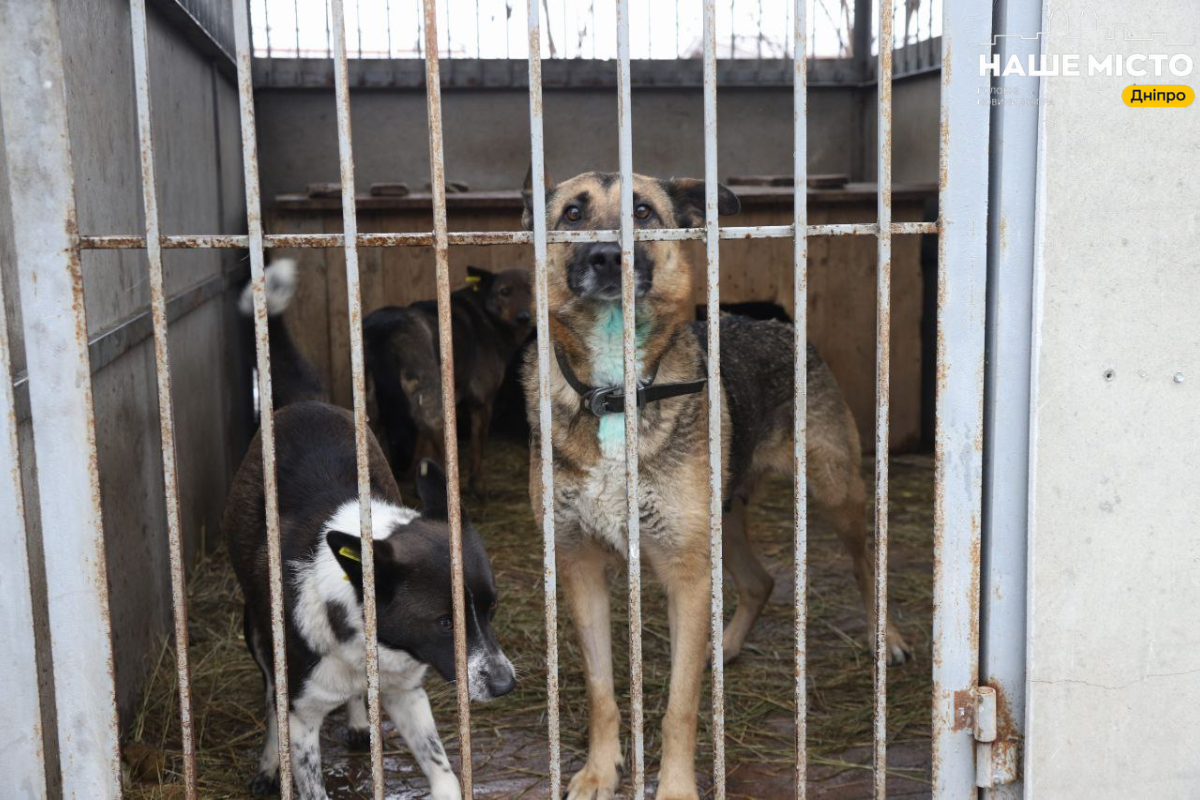 Важливість стерилізації тварин у Дніпрі: повномасштабна війна та збільшення числа безпритульних