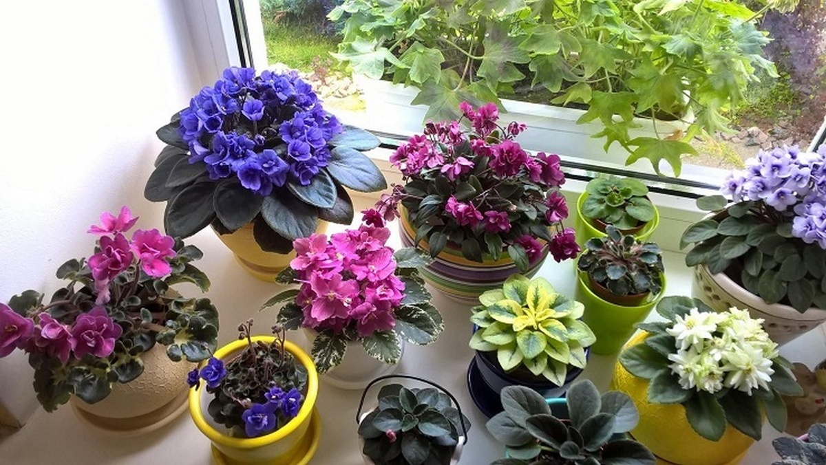 Три рослини, які приносять щастя і удачу в дім