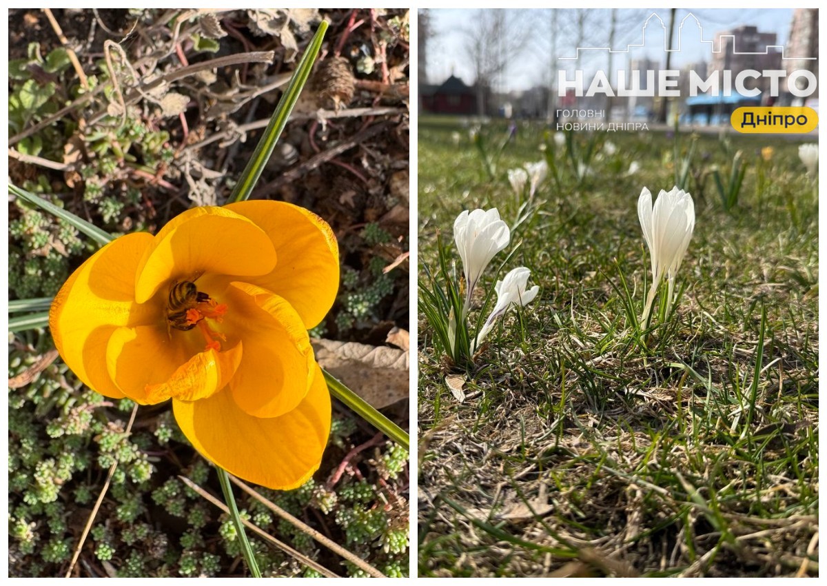 Крокуси оживили набережну Дніпра