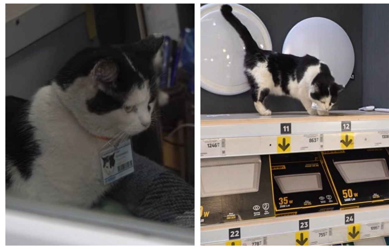 У Кривому Розі кішка отримала посаду у гіпермаркеті