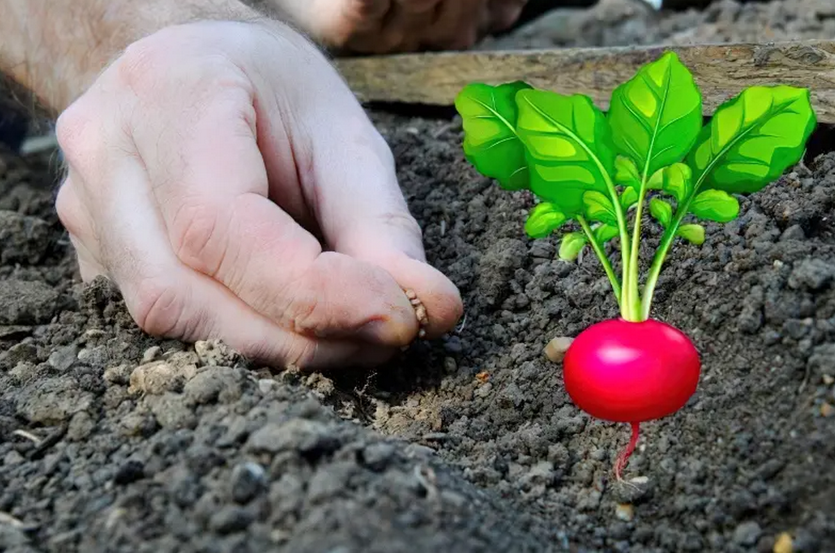 Як правильно садити редиску цієї весни: корисні поради