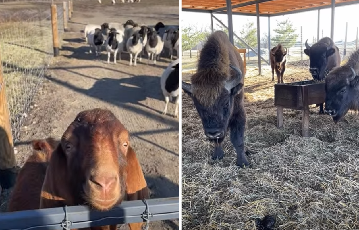 У Дніпрі відкрили екопарк для захисту рідкісних тварин