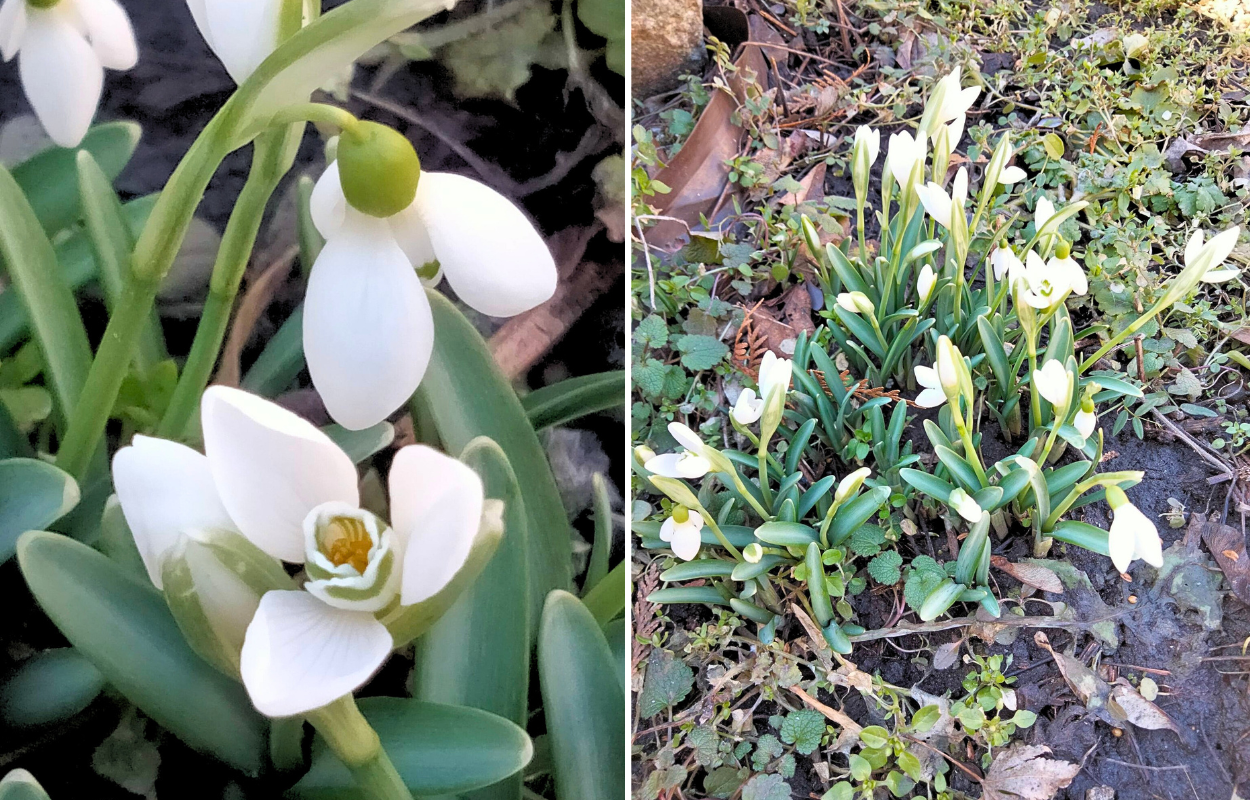 У Дніпрі розквітли перші весняні квіти