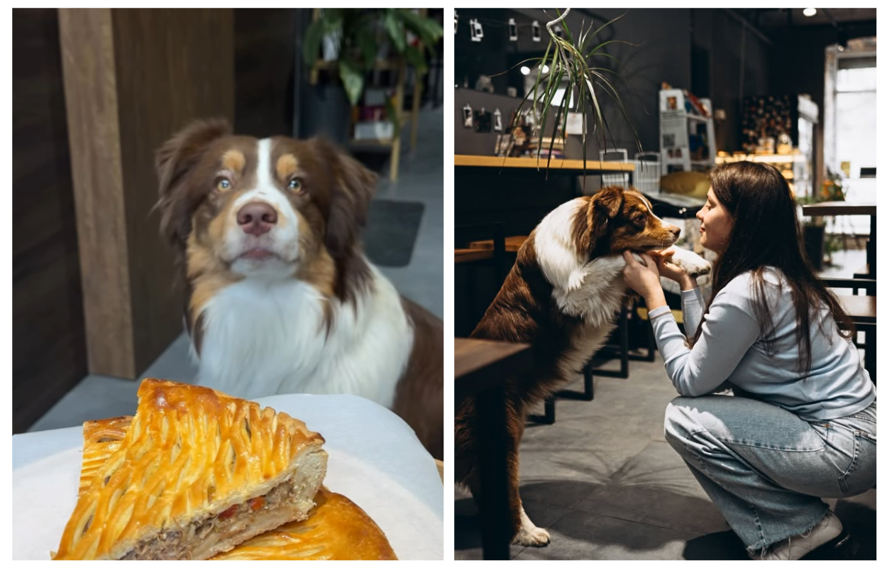 У Дніпрі відкрилася кав’ярня-бар з австралійськими вівчарками