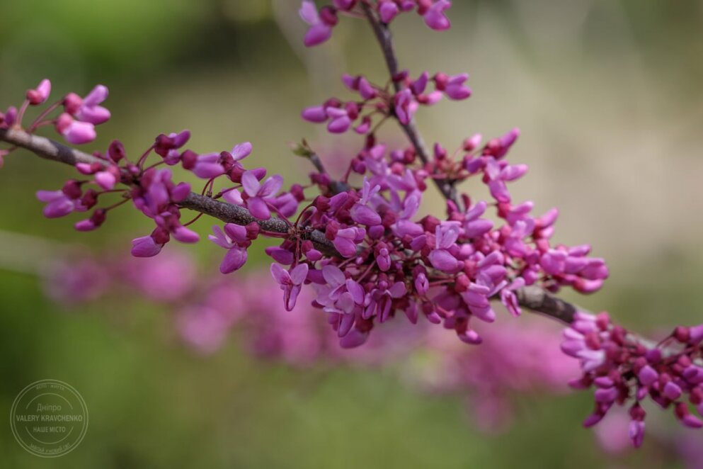 Весняне рівнодення 2026: коли і як відзначатимуть