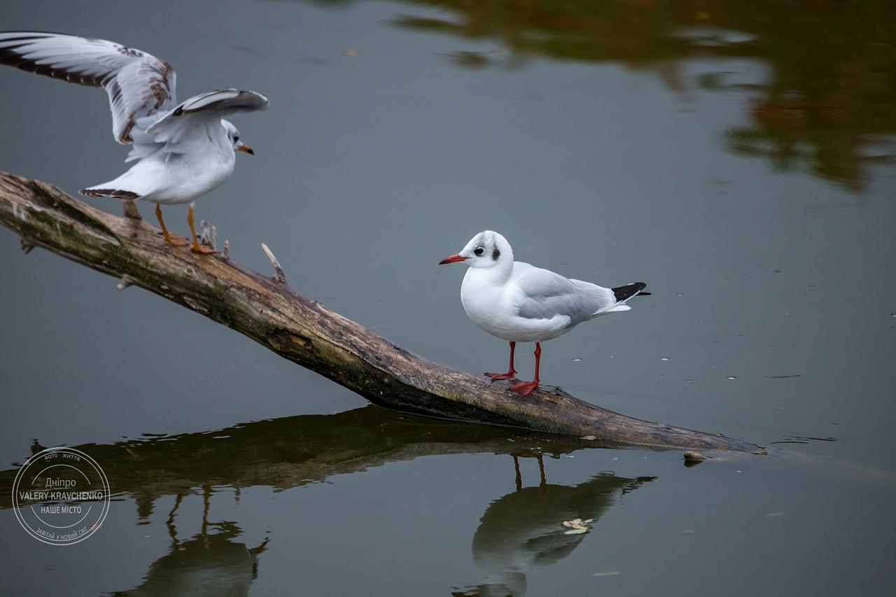 12 березня: міжнародні свята та традиції